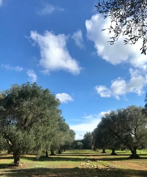 gallery foto prodotti