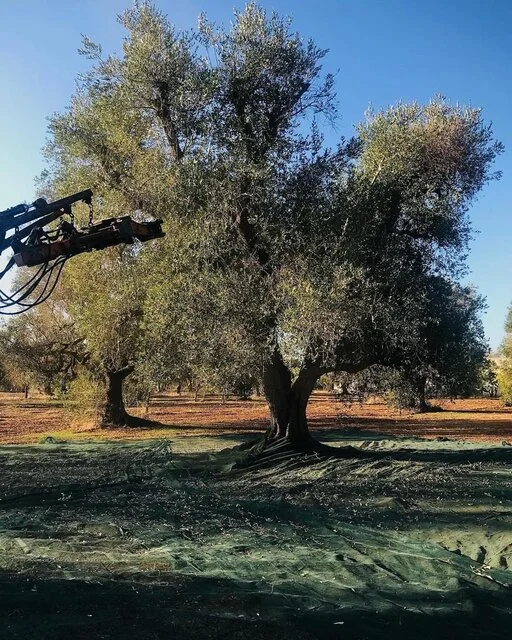 gallery foto prodotti