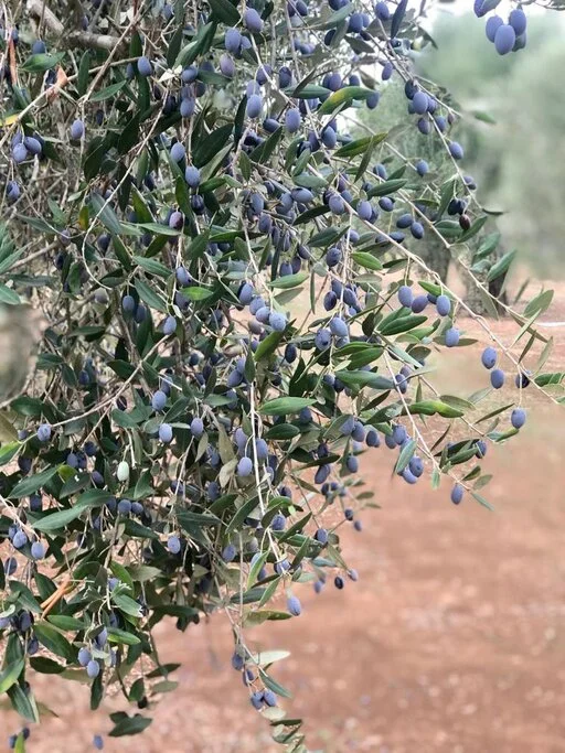 gallery foto prodotti