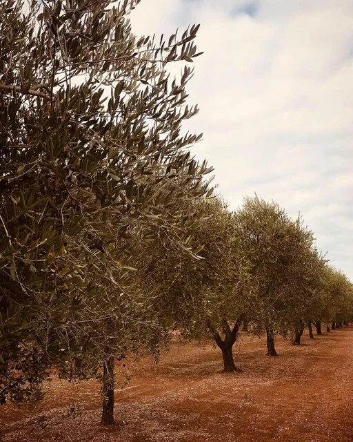 gallery foto prodotti